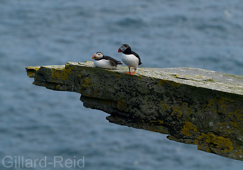 puffins