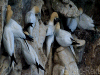 gannets