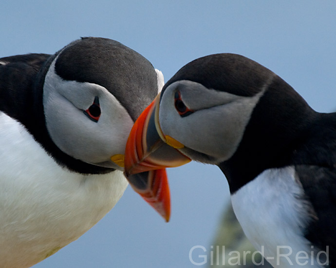 puffins