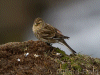 twite