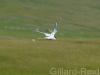 arctic tern