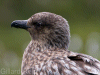 great skua