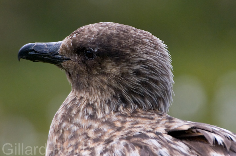 bonxie