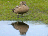 great
                skua