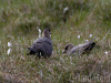 arctic
                  skua