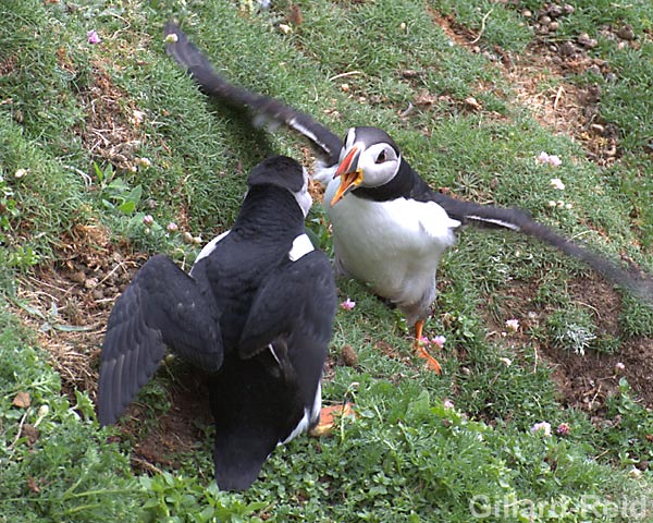 puffins