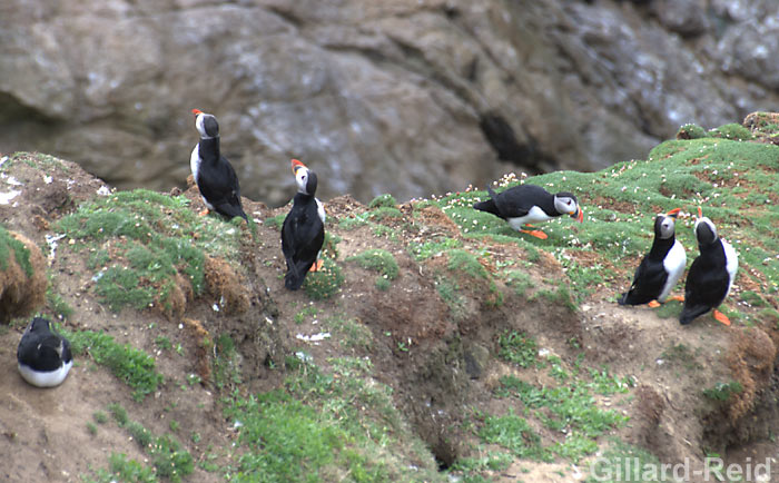 puffin photo