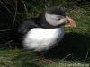 Puffin at Sumburgh Head