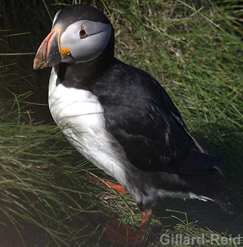 puffin