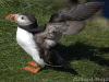 Puffin, wings open