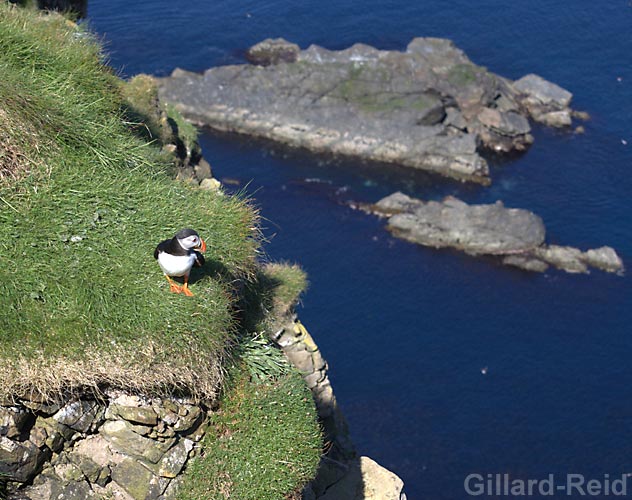 puffin photo