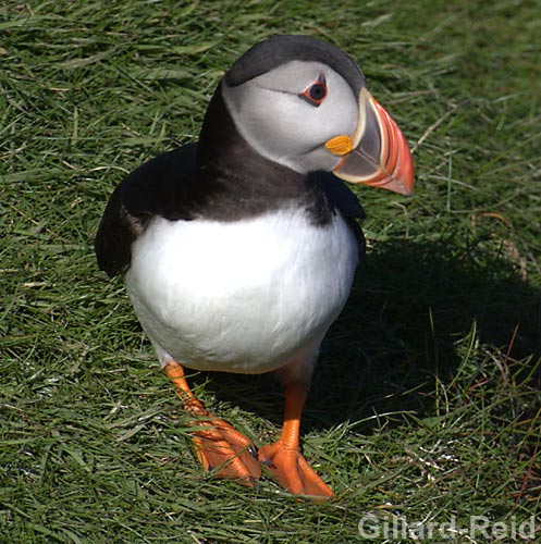 puffin photo