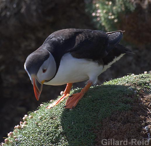 puffin