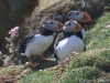 photos of Puffins at Sumburgh Head