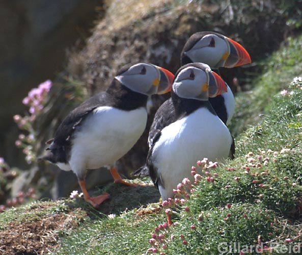 puffins