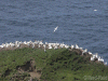 Gannets