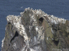 Gannets