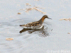 Phalarope, Fetlar