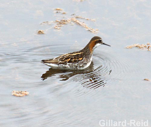 phalarope