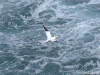 Gannet