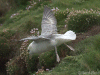 Fulmar