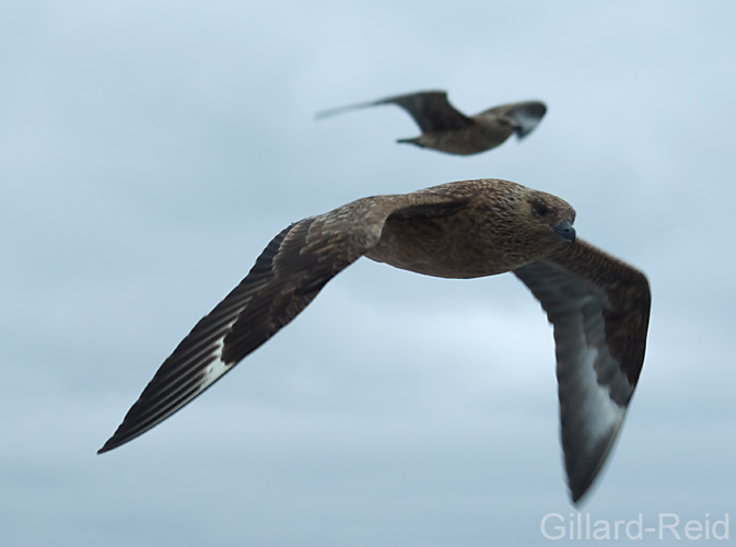 great skua