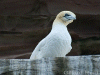 Gannet