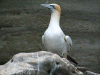 Gannets
                  at Noss