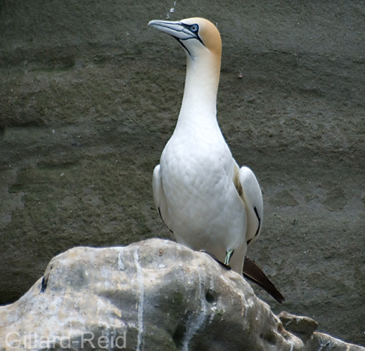 gannet