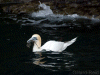 Gannet