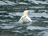 gannet