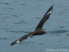 bonxie