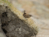 Shetland Wren