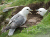 fulmars