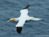 Gannet