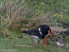 Oystercatchers