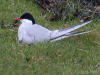 Tern