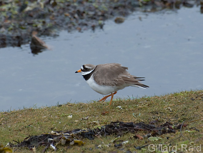 ringed plover