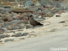 bonxie