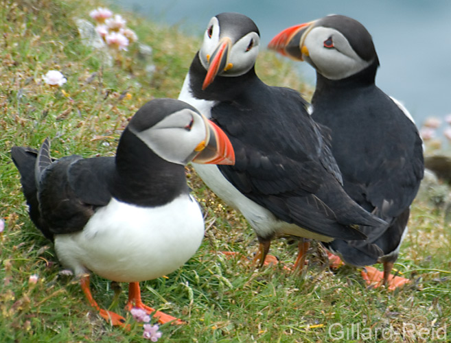 puffins