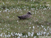 bonxie