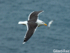 Black
                  Backed Gull