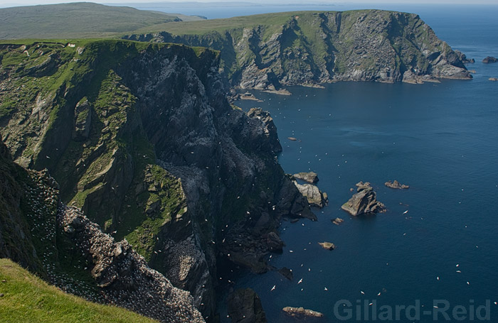 shetland bird photos