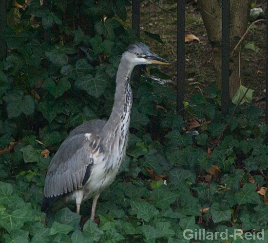 regents canal photos