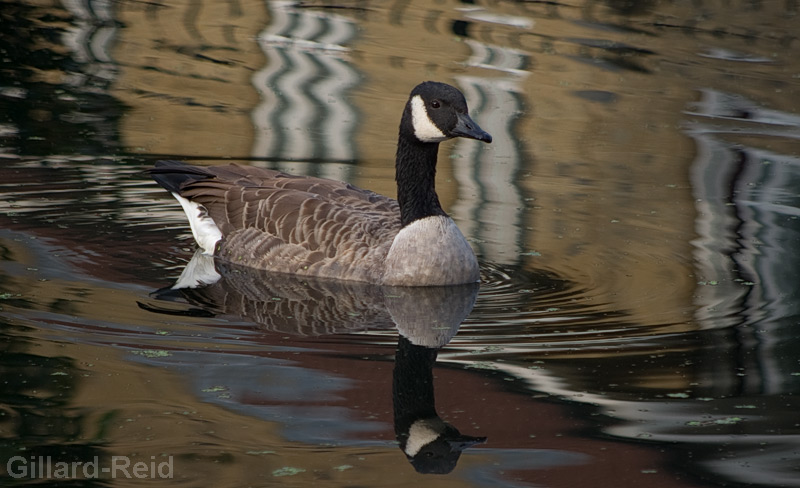 lee navigation photos