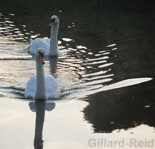 swans