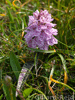 Orchid - Northmavine