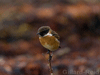 mull photos stonechat