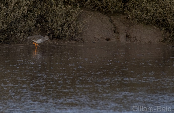 redshank