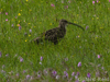 curlew